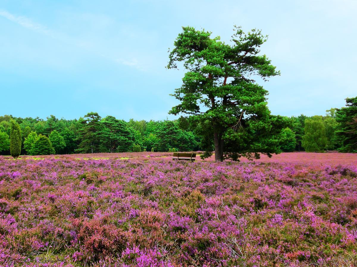 Landgasthaus Zum Naturschutzpark Bispingen Exteriér fotografie