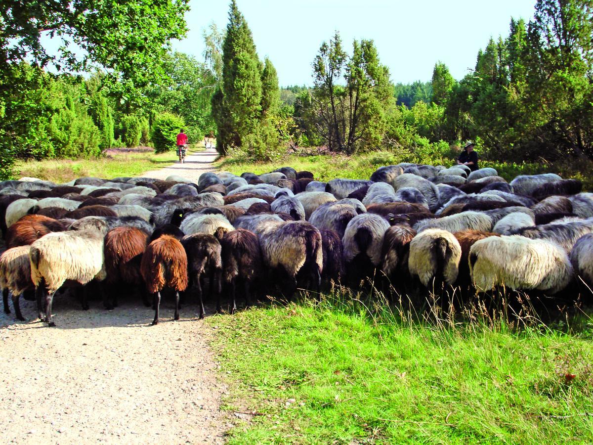 Landgasthaus Zum Naturschutzpark Bispingen Exteriér fotografie